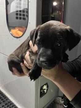 German Shepherd Dog and Mixed Breed Dogs Available for Adoption in Doral, Florida - BEAN | PetCurious