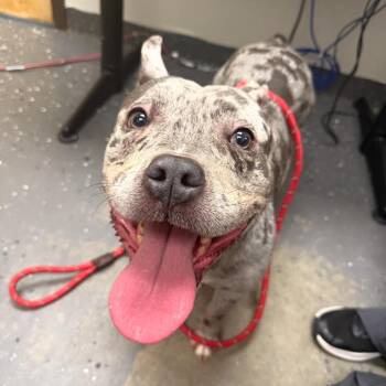 Rocko -  Mixed Breed Dog for Adoption in Columbiana, Alabama - Rocko | PetCurious