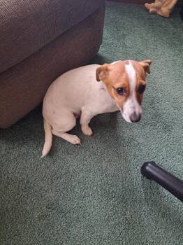 Jack Russell Terrier Dogs Available for Adoption in Angola, Indiana - Toby | PetCurious