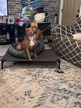 Rescue Pit Bull Terrier Dogs for Adoption in Huntington, West Virginia - Dutch | PetCurious