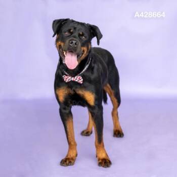 BUCKY -  Rottweiler and Mixed Breed Dog for Adoption in Conroe, Texas - BUCKY | PetCurious