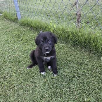 Golden Retriever and Mixed Breed Dogs Available for Adoption - KALEB | PetCurious