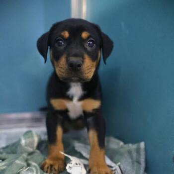 Rottweiler Dogs Available for Adoption in San Antonio, Texas - ROLLO | PetCurious