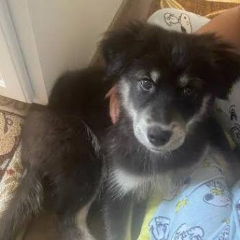 Mixed Breed Dogs Available for Adoption - Civarelli | PetCurious