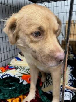 Tennie -  Retriever and Mixed Breed Dog for Adoption in Mustang, Oklahoma - Tennie | PetCurious