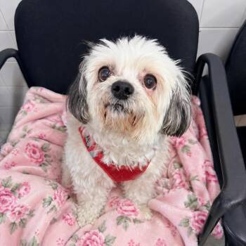 Shih Tzu Dogs Available for Adoption in Newark, New Jersey - Chulie | PetCurious