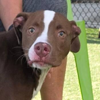 Topaz -  Pit Bull Terrier and Mixed Breed Dog for Adoption in Chatham, Virginia - Topaz | PetCurious