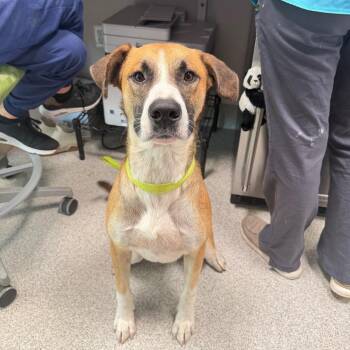 Emmit -  Black Mouth Cur and Mixed Breed Dog for Adoption in Englewood, Florida - Emmit | PetCurious