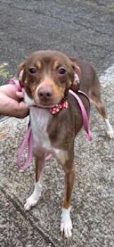 Chihuahua and Mixed Breed Dogs Available for Adoption - Lydia | PetCurious