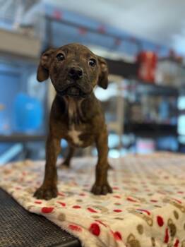 Pit Bull Terrier Dogs Available for Adoption in Felton, Pennsylvania - April | PetCurious