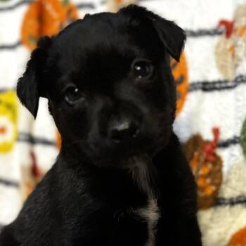 Gregory -  Labrador Retriever and Australian Shepherd Dog for Adoption in Liverpool, Texas - Gregory | PetCurious