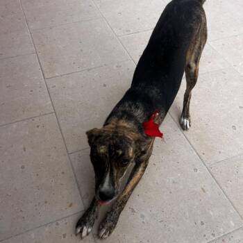 Missy Elliott -  Italian Greyhound and Whippet Dog for Adoption in Aldie, Virginia - Missy Elliott | PetCurious