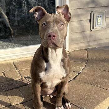 Pit Bull Terrier Dogs Available for Adoption - Bugsy ~ Coming Soon!!! | PetCurious