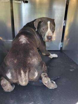 American Staffordshire Terrier Dogs Available for Adoption in San Antonio, Texas - GIGI HAGRID | PetCurious