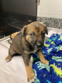 German Shepherd Dog and Mixed Breed Dogs Available for Adoption in Jackson, Tennessee - Wonder Woman | PetCurious