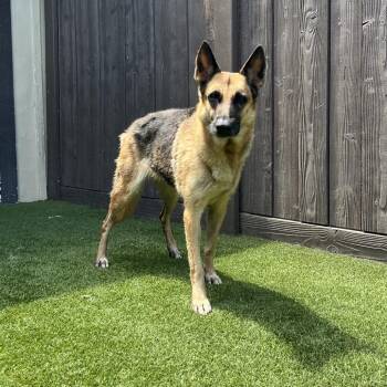 Lily 6507 -  German Shepherd Dog Dog for Adoption in Loxahatchee Groves, Florida - Lily 6507 | PetCurious