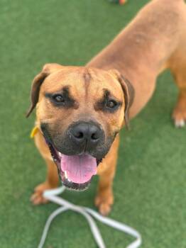 Zahra -  Boxer and Hound Dog for Adoption in Cleveland, Ohio - Zahra | PetCurious