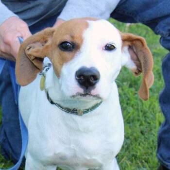 Parker -  Mixed Breed Dog for Adoption in Lansing, Michigan - Parker | PetCurious