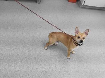 CLINTON -  Chihuahua and Mixed Breed Dog for Adoption in Omaha, Nebraska - CLINTON | PetCurious
