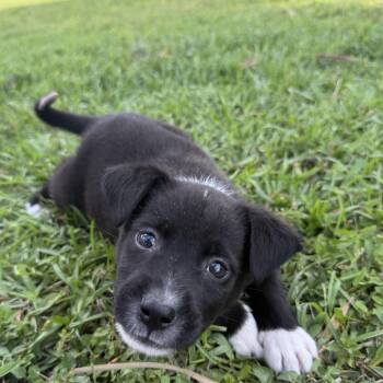 Terrier and Pit Bull Terrier Dogs Available for Adoption in Homestead, Florida - McCreanor (Mac) | PetCurious