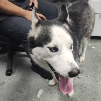 Mav (Maverick) -  Husky and Alaskan Malamute Dog for Adoption in Tampa, Florida - Mav (Maverick) | PetCurious