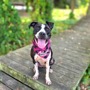 Rescue Mixed Breed Dogs for Adoption in Port Charlotte, Florida - Oreo | PetCurious