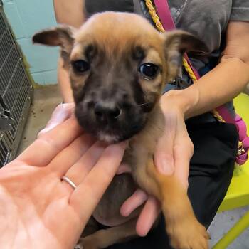 Shepherd Dogs Available for Adoption - Ant | PetCurious