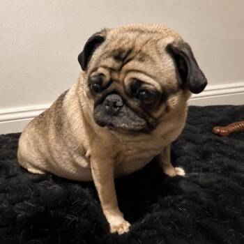 Pug Dogs Available for Adoption in Seattle, Washington - CoCo | PetCurious