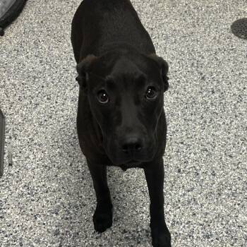 Labrador Retriever and Cattle Dog Dogs Available for Adoption - Mortan | PetCurious