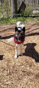 Rescue Akita Dogs for Adoption in Chicago, Illinois - Johnny | PetCurious