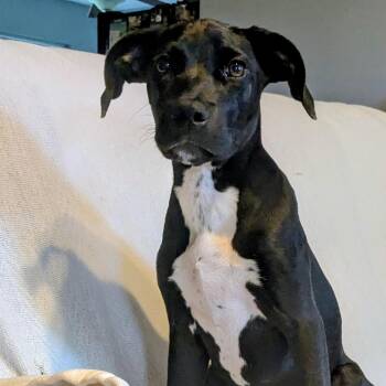 Sweet Betsy -  Labrador Retriever and Boxer Dog for Adoption in Pensacola, Florida - Sweet Betsy | PetCurious
