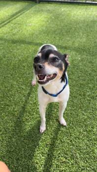 Woody -  Chihuahua Dog for Adoption in Lakeland, Florida - Woody | PetCurious