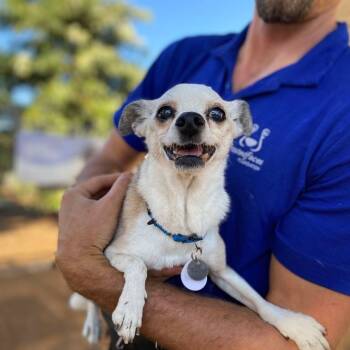 Rescue Chihuahua Dogs for Adoption in Ramona, California - Prince | PetCurious