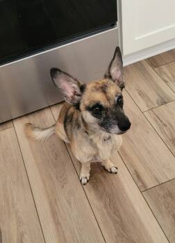 Rescue Mixed Breed Dogs for Adoption in Midlothian, Virginia - Myza | PetCurious