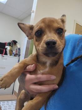 Billy The Kid -  French Bulldog and Corgi Dog for Adoption in Kennewick, Washington - Billy The Kid | PetCurious
