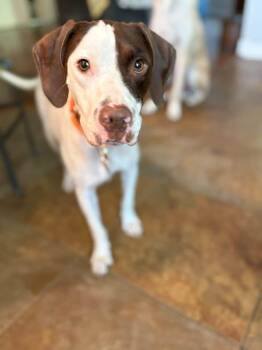 Ginny -  English Pointer Dog for Adoption in Southlake, Texas - Ginny | PetCurious