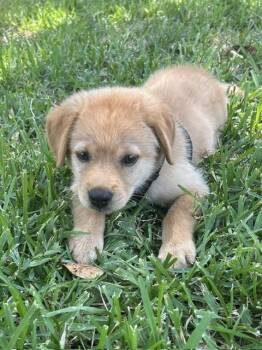 Penelope -  Golden Retriever Dog for Adoption in Garland, Texas - Penelope | PetCurious