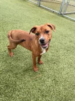Gaga -  Mixed Breed Dog for Adoption in Savannah, Georgia - Gaga | PetCurious