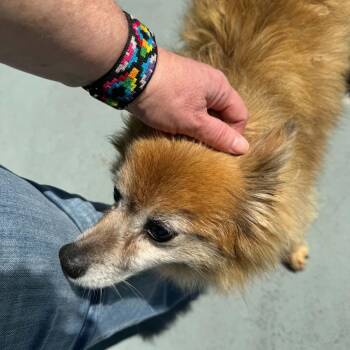 Bingo -  Pomeranian and Mixed Breed Dog for Adoption in Washington, District Of Columbia - Bingo | PetCurious