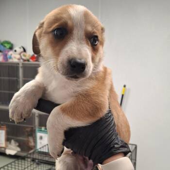 Mixed Breed Dogs Available for Adoption - Slyvester | PetCurious