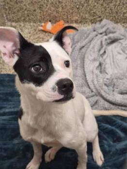 Lady Bird -  Pit Bull Terrier and Mixed Breed Dog for Adoption in Westland, Michigan - Lady Bird | PetCurious