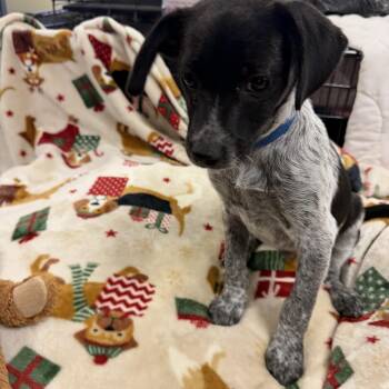Bluey -  Jack Russell Terrier and Australian Cattle Dog Blue Heeler Dog for Adoption in Muldrow, Oklahoma - Bluey | PetCurious