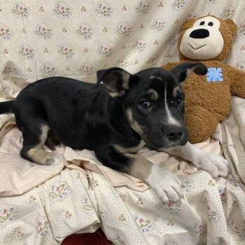 A614661 -  Siberian Husky and Mixed Breed Dog for Adoption in Modesto, California - A614661 | PetCurious