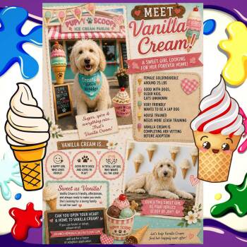 Vanilla Cream -  Goldendoodle Dog for Adoption in East Wenatchee, Washington - Vanilla Cream | PetCurious