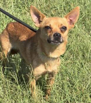 Papi -  Chihuahua Dog for Adoption in Blue Springs, Missouri - Papi | PetCurious