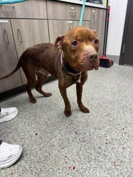 Terrier Dogs Available for Adoption - Sir Phillip Crane | PetCurious