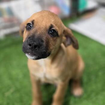 Pat FJ -  Chihuahua and Cattle Dog Dog for Adoption in Austin, Texas - Pat FJ | PetCurious