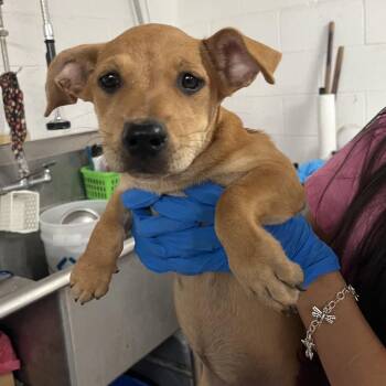 Cosmo The Spacedog -  Mixed Breed Dog for Adoption in Edinburg, Texas - Cosmo The Spacedog | PetCurious