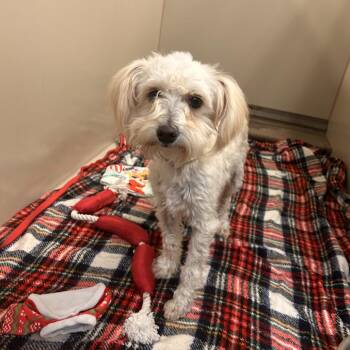 Cooper -  Maltese and Mixed Breed Dog for Adoption in Flagstaff, Arizona - Cooper | PetCurious