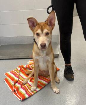Radiohead -  Husky and Mixed Breed Dog for Adoption in Chillicothe, Ohio - Radiohead | PetCurious